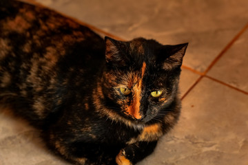 Mixed Color Cat
