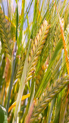 Rye spikelets in a field in summer