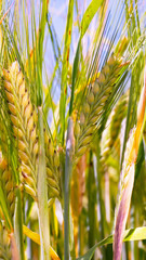 wheat, field, agriculture, grain, crop, sky, summer, harvest, cereal, farm, nature, ear, plant, yellow, blue, food, corn, golden, ripe, rye, rural, bread, gold, seed, landscape