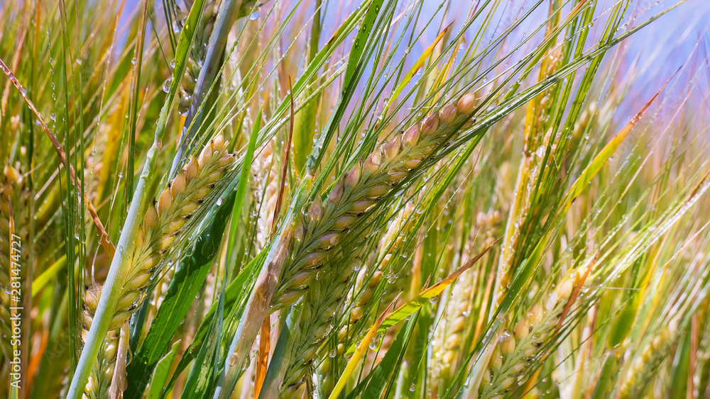 Wall mural rye spikelets in a field in summer