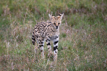 Naklejka na ściany i meble Serval Cat in Kenya's Masai Mara