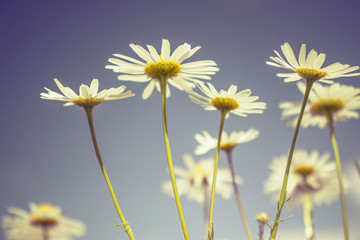 Fototapeta na wymiar flowers meadow daisies camomiles