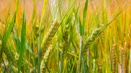 Rye spikelets in a field in summer