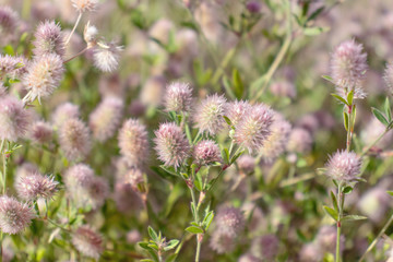 pink flowers plant on meadow background