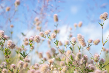 pink flowers plant meadow on blue sky