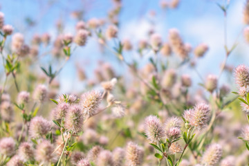 pink flowers plant meadow on blue sky