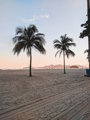 Fototapeta premium palm tree on beach