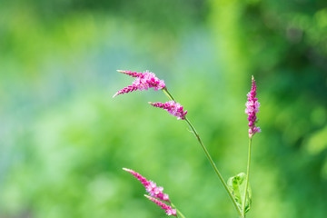 オオケタデの花