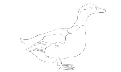 isolated duck outline line drawing