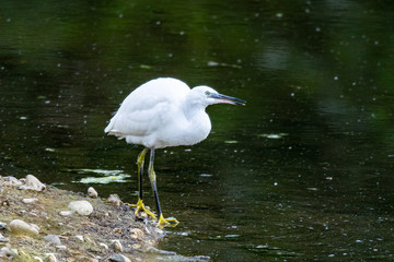 White little egret (Egretta garzetta) searching for food with reflection in the water