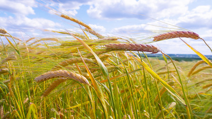 Spikelets of rye in the summer on the field