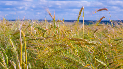 Spikelets of rye in the summer on the field
