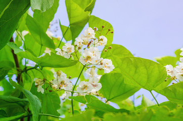 Blooming catalpa tree. White flowers on a background of green leaves.