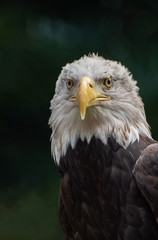 African Fish Eagle close up