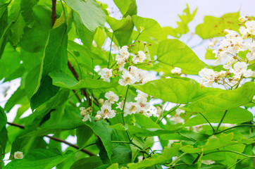 Blooming catalpa tree. White flowers on a background of green leaves.