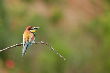European Bee Eater sits on a small twig in green habitat.