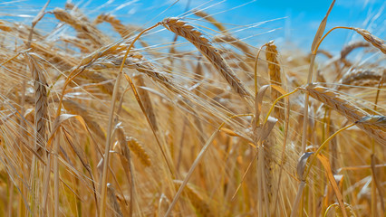 Rye spikelets in a field in summer