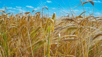 Spikelets of rye in the summer on the field