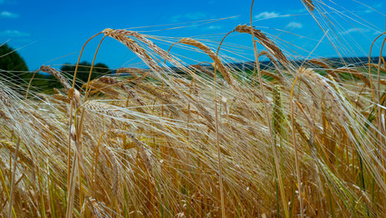 Rye spikelets in a field in summer