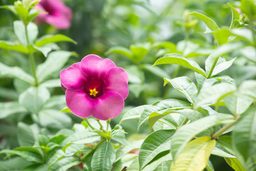 Allamanda cathartica flower or Star flower in garden with blurred background.