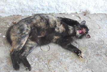 Tortoiseshell Cat Rolling on Floor