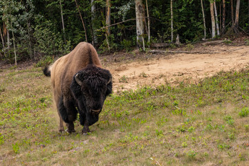 american bison along the alaska highway in Canada