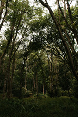 Woods of Scottish Highlands