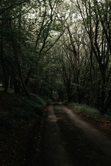 Woods of Scottish Highlands