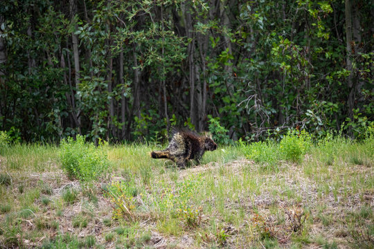 A porcupine in along the Alaska Highway