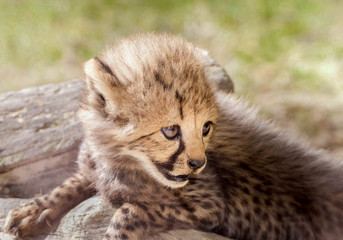 Obraz na płótnie Canvas close up of a cheetah cub in a zoo 