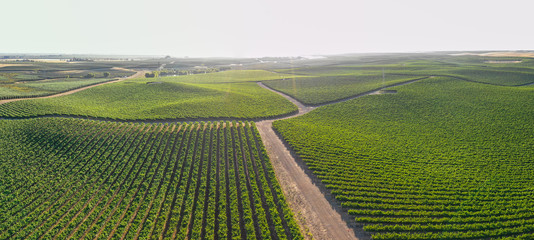 Vineyards scenics panorama aerial view