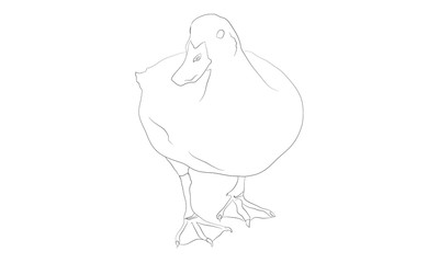 isolated duck outline line drawing