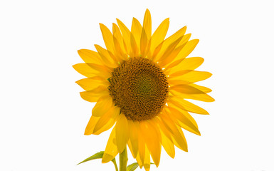 Naklejka premium Huge flower of a sunflower on a white background. Transparent yellow petals.