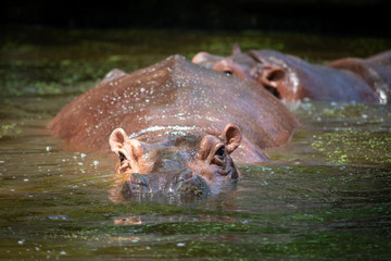 Hippopotamus