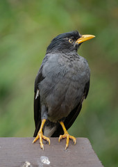 The Javan Myna (Acridotheres javanicus),