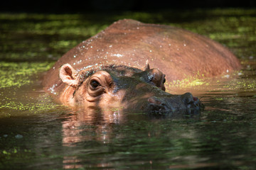 Hippopotamus