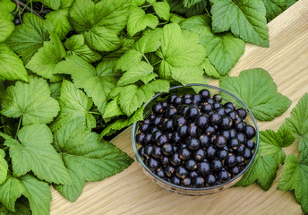 Berries black currant on a wooden surface in a transparent bowl on a background of green bushes from above