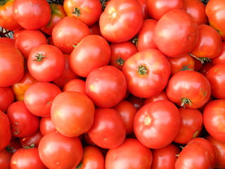 a lot of tomatoes big