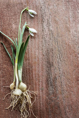 Vertical image of common snowdrop (Galanthus nivalis) plants with flowers, leaves, bulbs, and roots on a red, weathered wood background, with copy space