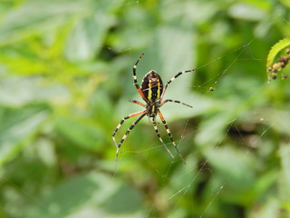 Argiope bruennichi - Blick auf die Spinne aus dem Bauch.