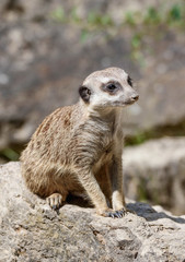 Nahaufnahme erdmännchen im Wildpark 