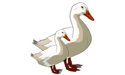 isolated duck illustration 