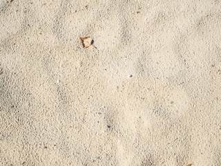 yellow sand on the beach after the rain - background