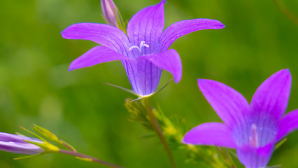 Purple wildflowers bluebells in summer on nature