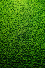 green moss texture with top hard light