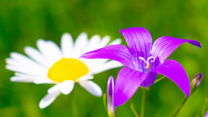 Purple wildflowers bluebells in summer on nature