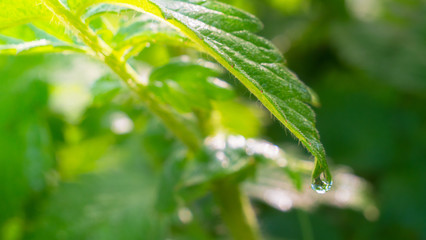 Green leaf with raindrops in the summer in nature develops in the wind