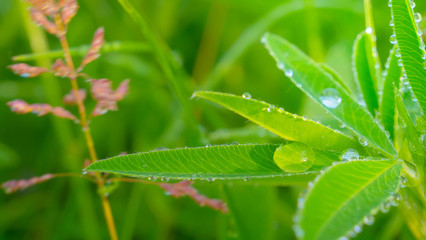 Green leaf with raindrops in the summer in nature develops in the wind