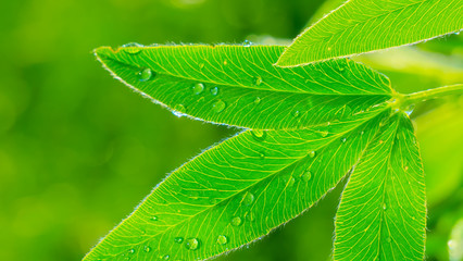 Green leaf with raindrops in the summer in nature develops in the wind