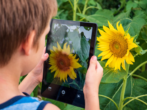 Cute blond child explores large flower of sunflower in garden and photographs plant on tablet